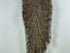 Gray Squirrel Tail Natural #242