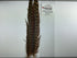 Ringneck Pheas. Tail Feathers Natural #242