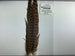 Ringneck Pheas. Tail Feathers Natural #242