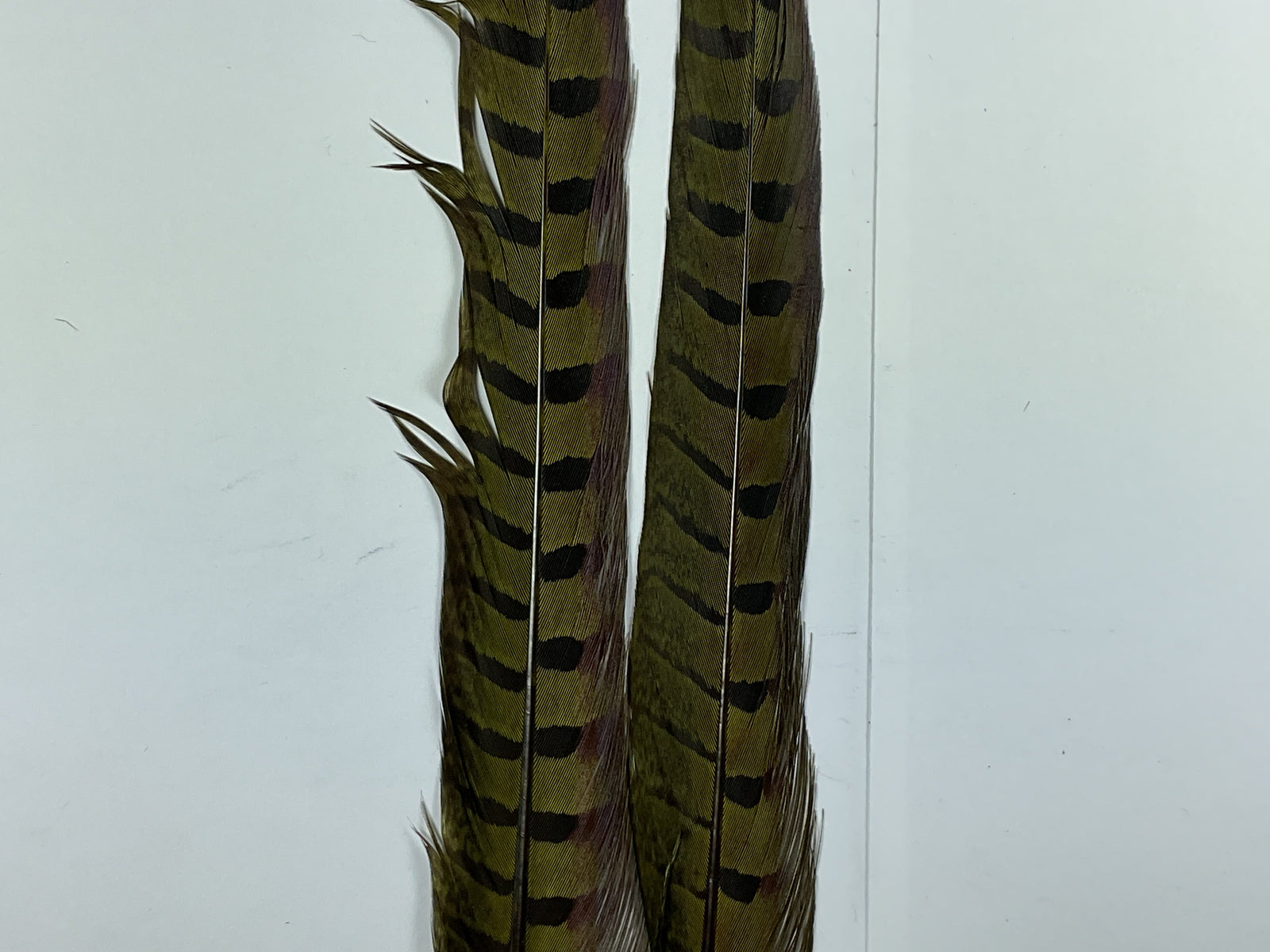 Ringneck Pheas. Tail Feathers Olive #263