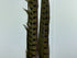 Ringneck Pheas. Tail Feathers Olive #263