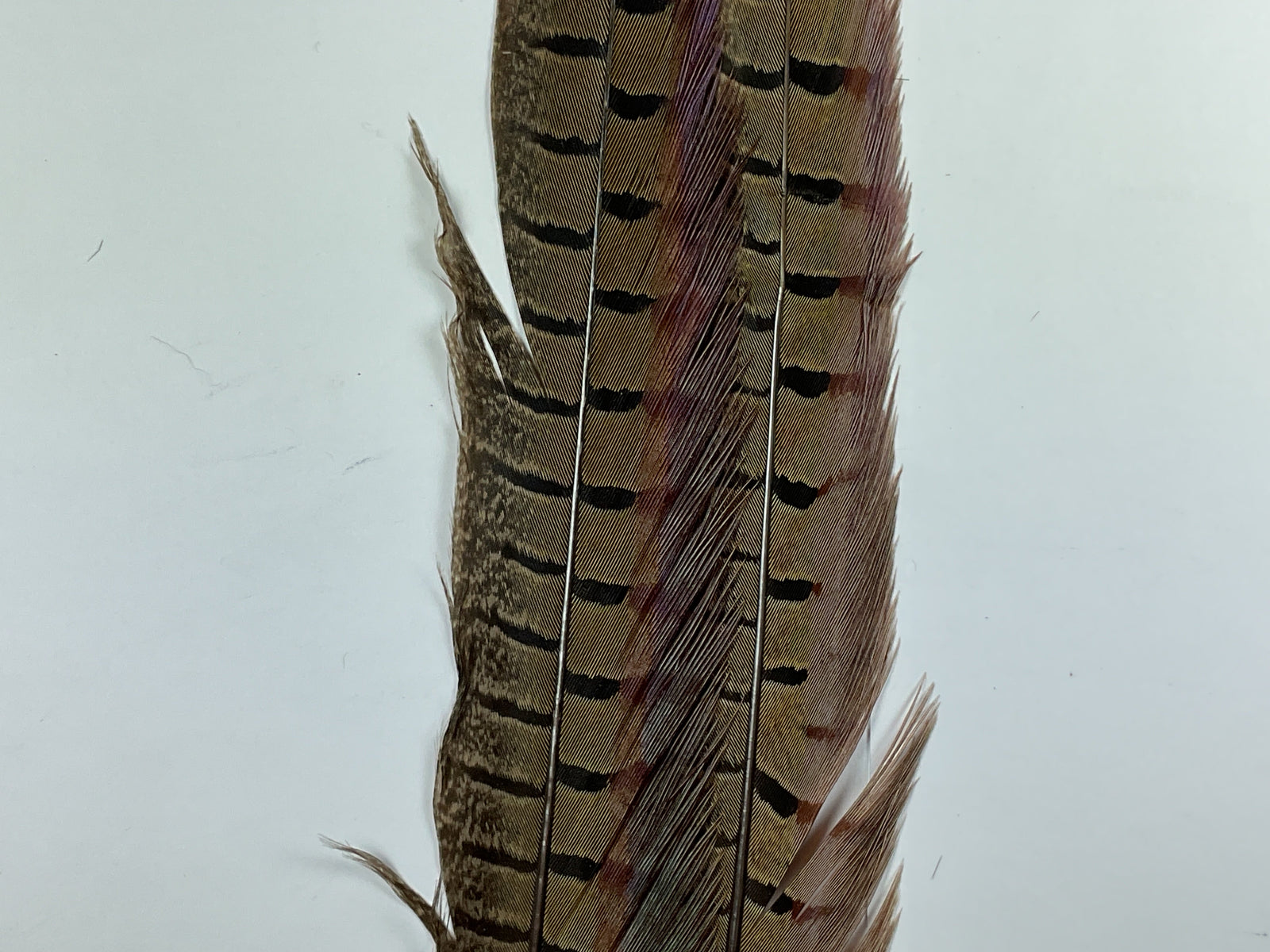 Ringneck Pheas. Tail Feathers Natural #242