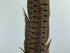 Ringneck Pheas. Tail Feathers Natural #242