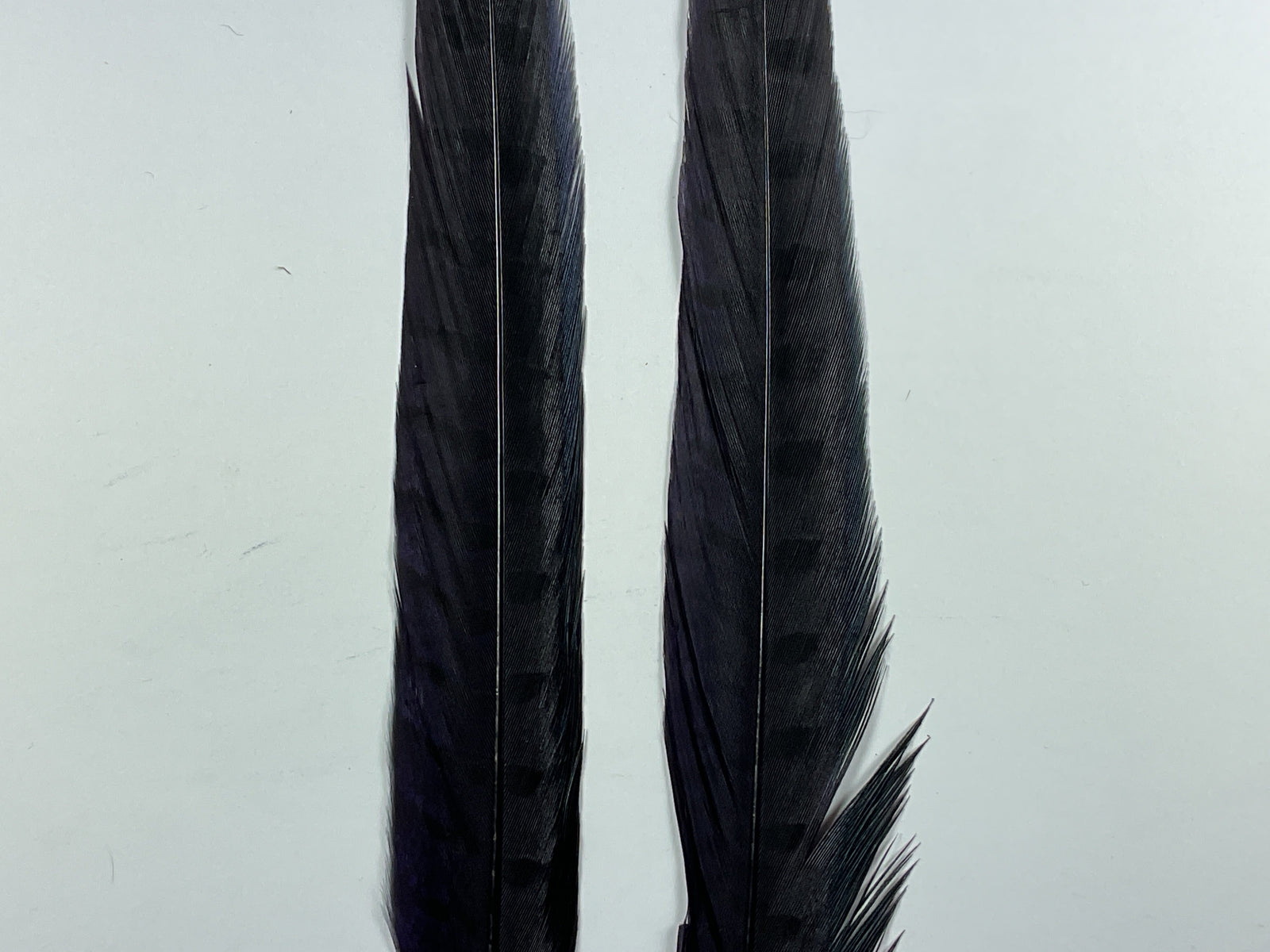 Ringneck Pheas. Tail Feathers Purple #298