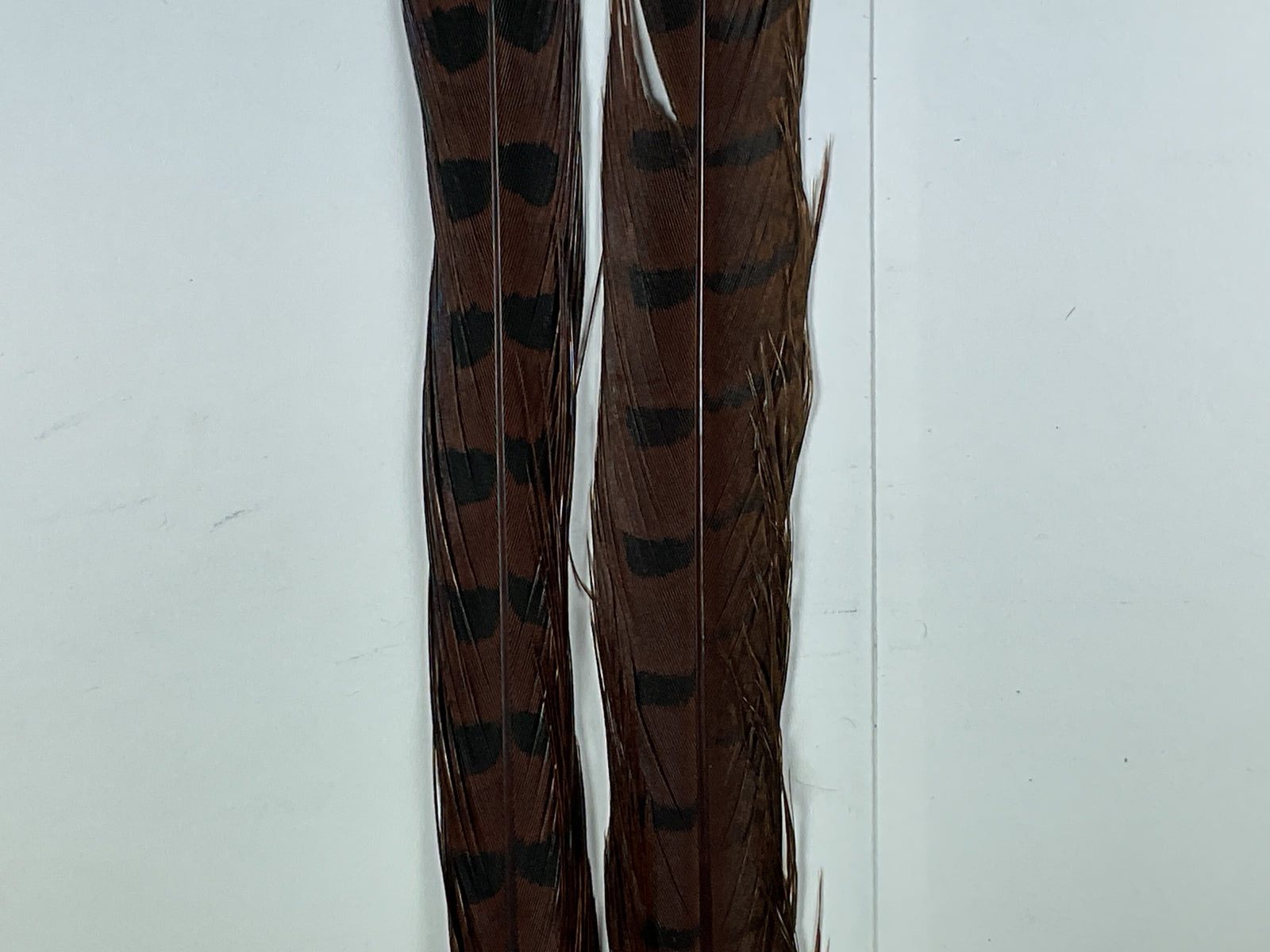 Ringneck Pheas. Tail Feathers Brown #40